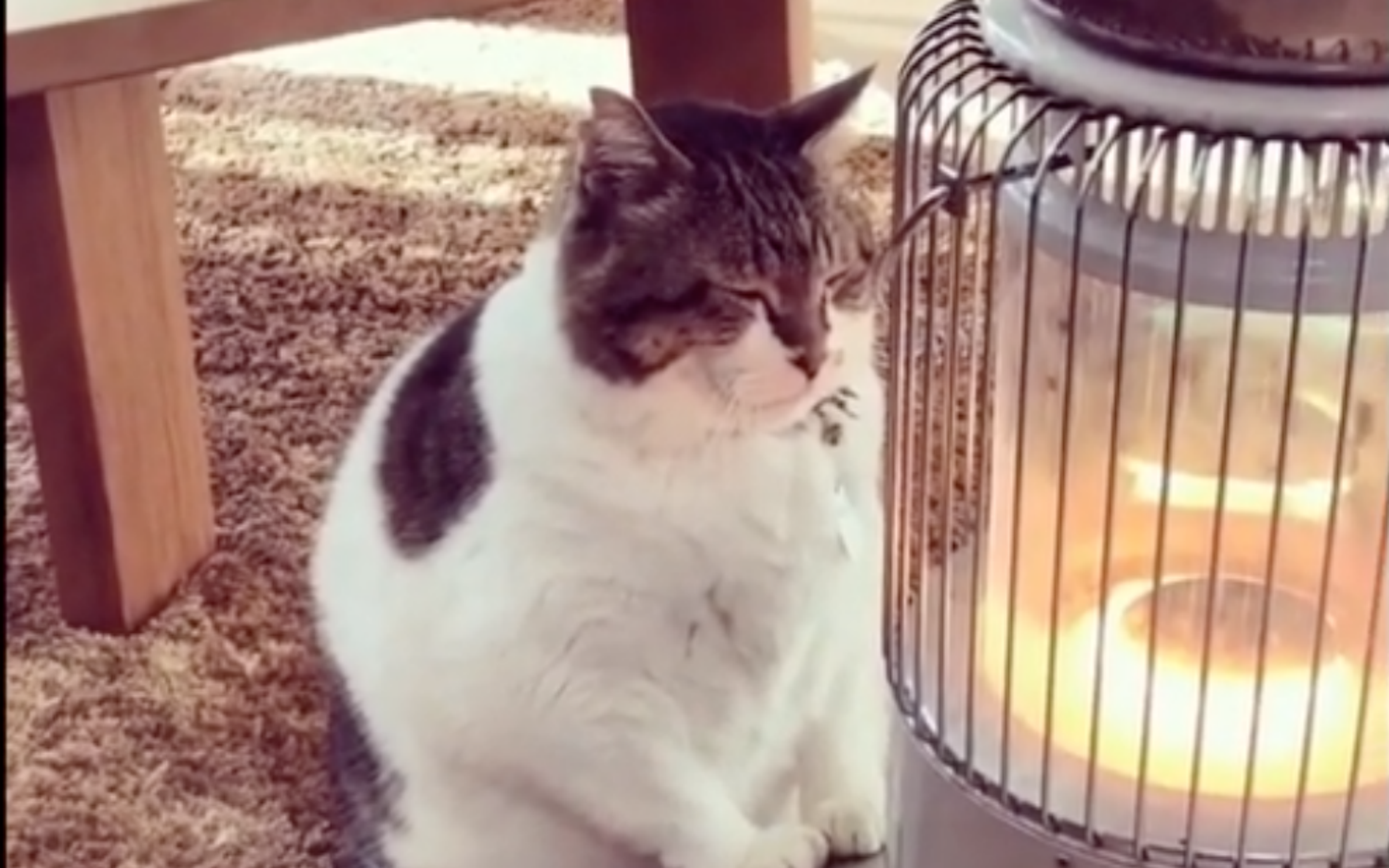 Cat Won’t Leave His Heater And Basks In Warmth All Day Long