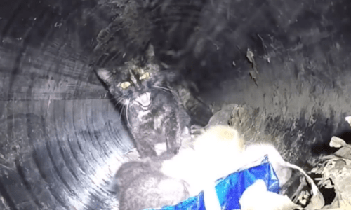 Family Of Mother Cat and Kittens Were Trapped In A 60 Foot Pipe