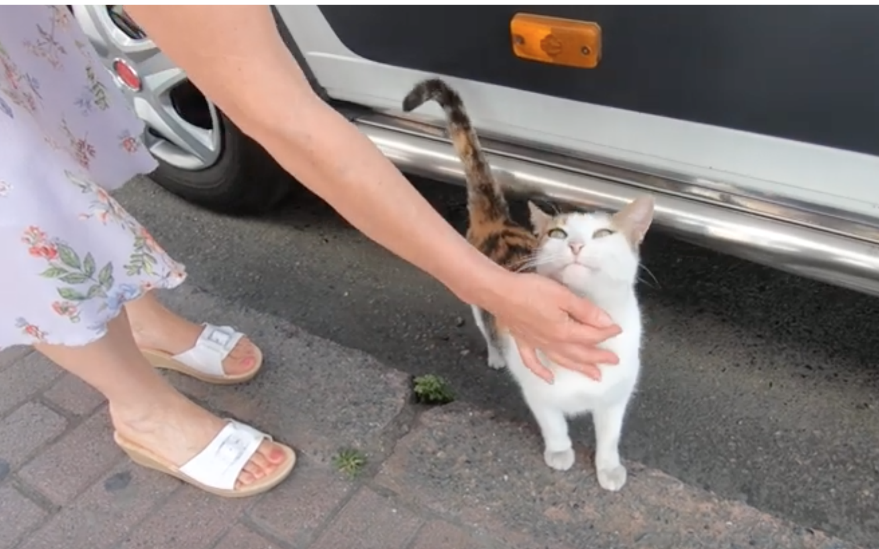 Friendly Neighborhood Cat Purrs And Thanks Woman For Attention And Petting