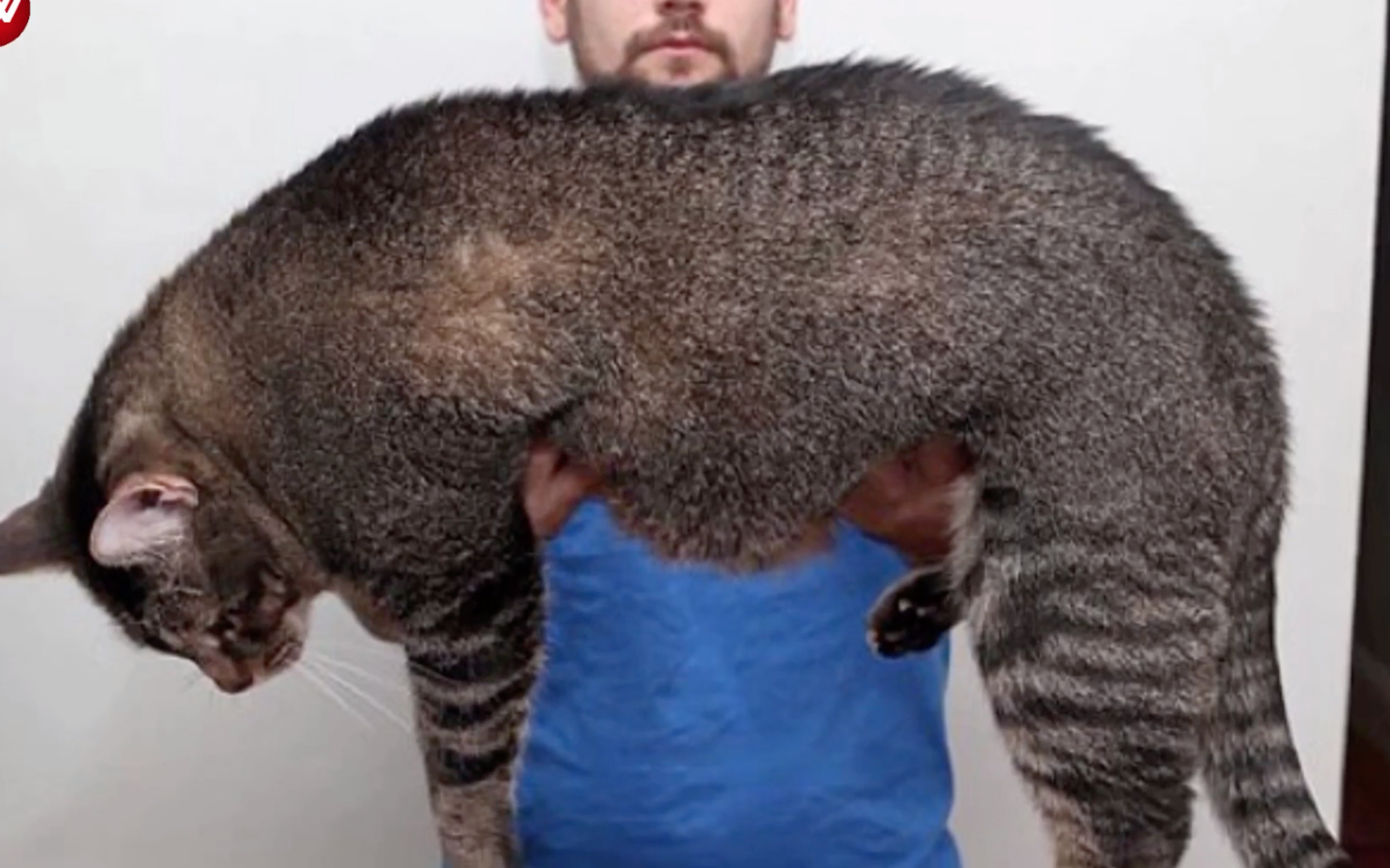 House Cats Can Grow To Enormous Sizes That You Won’t Believe