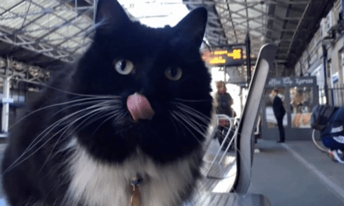 Kitten Brought To Live At Train Station To Deter Rodents Finds A Great Home