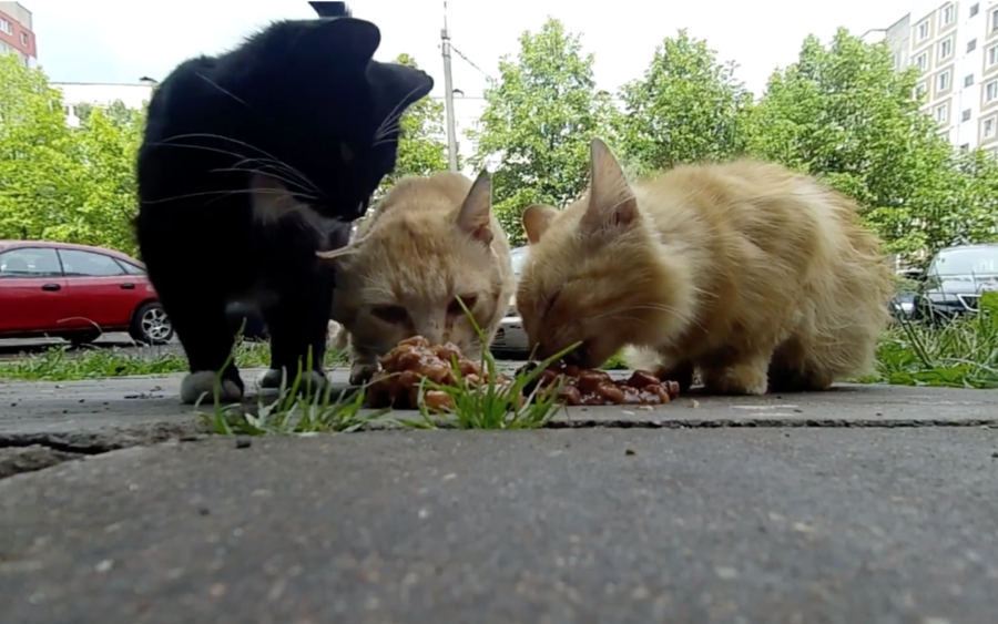 Local Street Cats