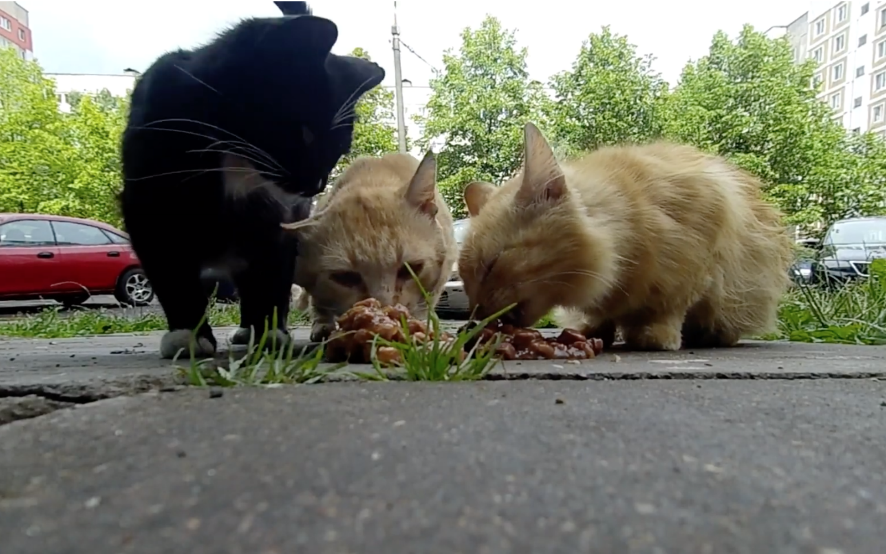 Local Street Cats Get Excited When A Kind Stranger Offers Them Food