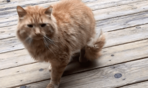 Man’s Cat That Enjoys Roaming