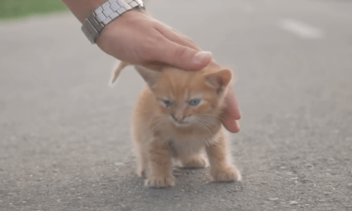 Man Out Walking His Dog Can’t Shake Kitten And Realizes He Needs To Adopt It