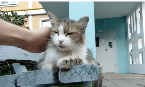 Stray Cat Resting On A Bench Finds A New Friend While Relaxing