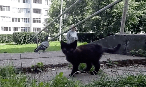 Stray Cats That Live Under The Stairs Play And Chase Pigeons