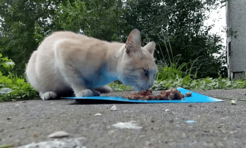 Street Cat Living In A Basement Comes Out For Food From Kind Stranger