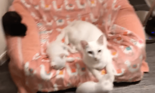 Three Stunning White Kittens Enjoy Snuggles With Their Mom In Bed