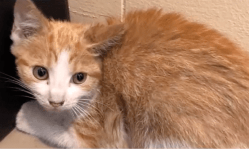 Tired And Frightened Cat Rescued From Being Trapped Underneath A Car