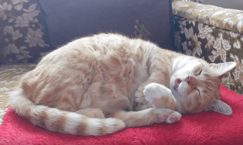 Watching This Cat Sleep Will Help You Feel More Peaceful And Relaxed