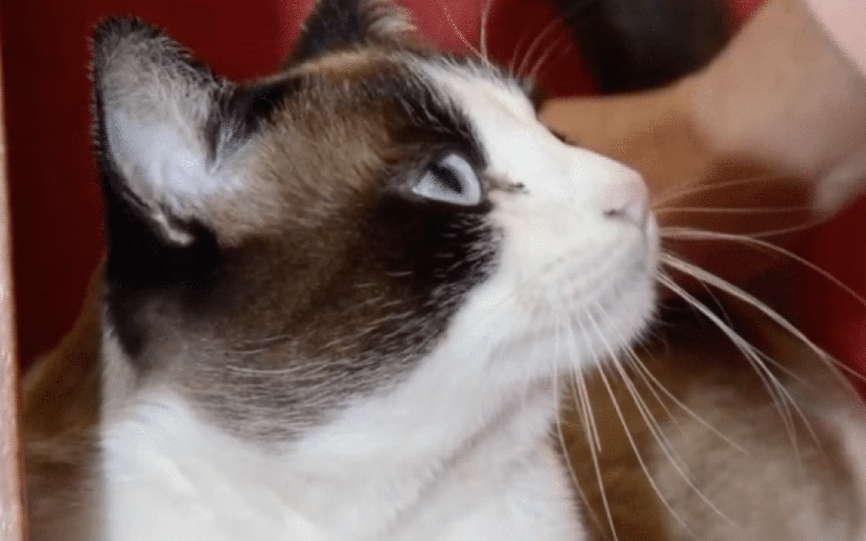 Worshippers Welcome Cat Who Makes Himself At Home Inside Of A Church