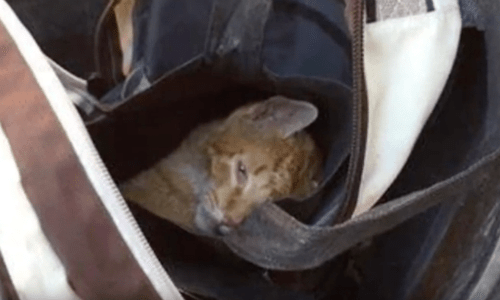 A Woman Taking Out The Garbage Finds A Kitty Dumped In A Backpack