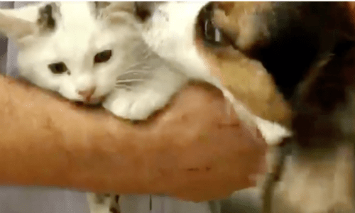 Car Wash Attendant Sees Kitten Covered In Suds During A Wash