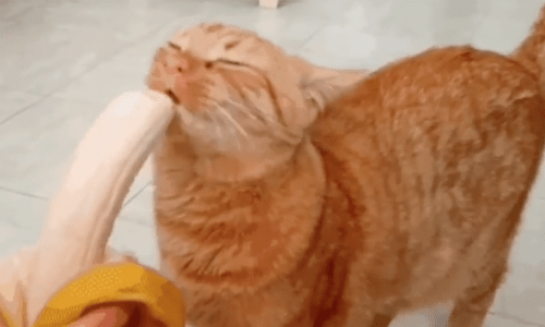 Cat Discovers That It Loves Bananas And It’s Super Cute To See