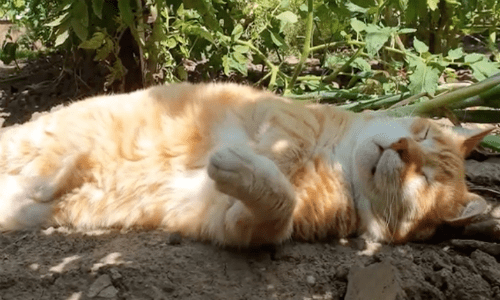 Learn The Ten Moments That Can Melt Any Cat Lover’s Heart Instantly