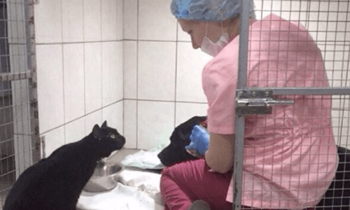 Russian Cat Brought To Shelter Is Now Helping To Care For Other Animals