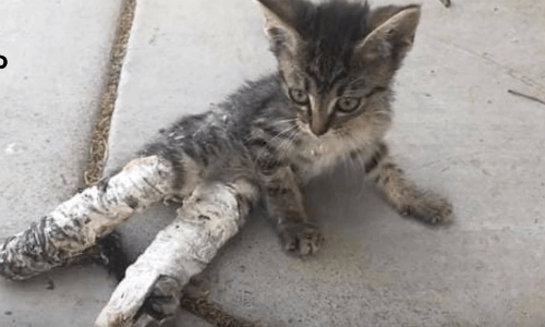 A Group Of Children In Phoenix Find Kitten In Casts On Back Legs