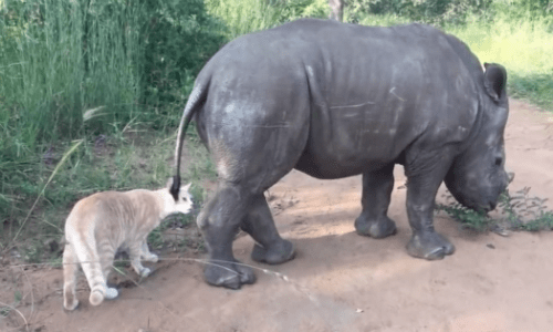 Baby Rhino And Cat Meet Thanks To Having A Shared Caregiver