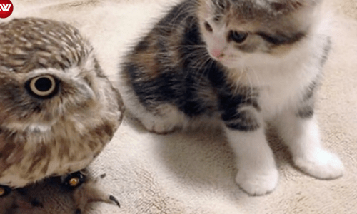 Coffee Shop Welcomes Kitten And Baby Cat That Become The Best Of Friends