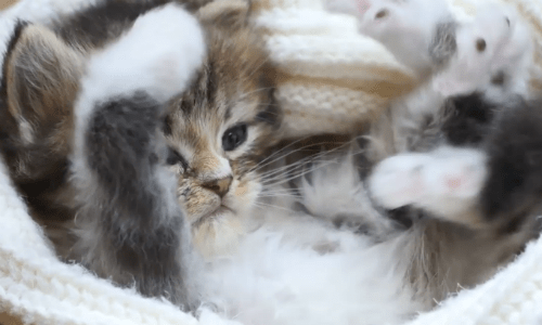 Couple Willingly Adopt Tiny Kitten Left Outside Their Door And Work Hard To Keep Her Alive