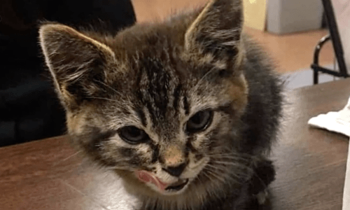 Man Stumbles Upon Kitten Glued To The Road Just In Time To Save Her