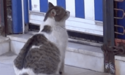 Pregnant Cat Sits Outside Of Health Clinic Struggling With Labor In Need Of Help