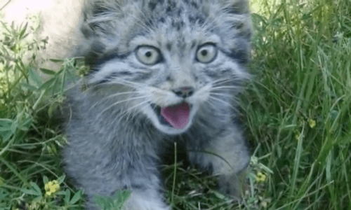 Russian Farmer Finds Four Small Kittens In His Barn And Assumes They Are House Cats