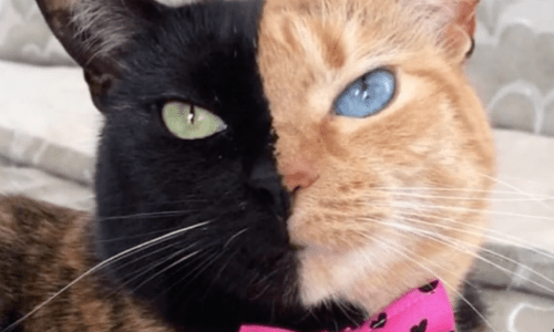 Venus The Two-Faced Cat Is An Astounding Sight To See