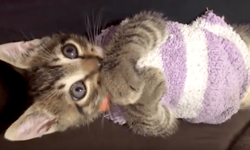 Woman Adopts Sick Kitten That Ends Up Having A Pretty Serious Condition