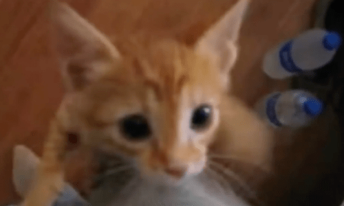 Woman Finds A Famished Ginger Kitten In Her Yard And Is Surprised By His Personality