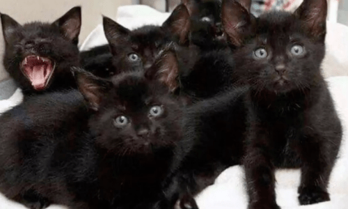 A Cat Found Protecting Kittens Assumed She Was The Mom But She Wasn’t Actually