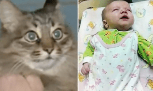 Cat Comforts Abandoned Baby In A Cardboard Box In The Trash