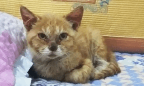 Cat Left So Hungry And Malnourished That It Ate Dirt To Try And Stay Alive