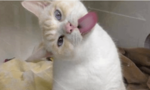 Cat Working To Get Adopted From A Shelter Developed A Way To Attract Attention