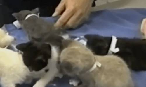 During A Fire A Mother Cat Was Faced With Trying To Rescue Herself Or Her Kittens