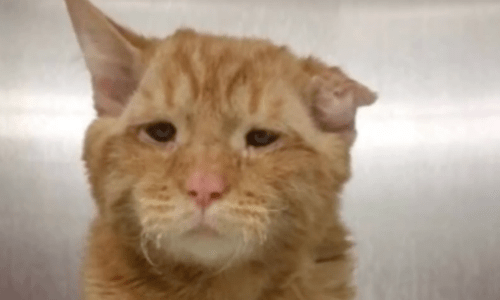 Ginger Cat Had A Tough Life On The Street And Looked So Sad In A Shelter