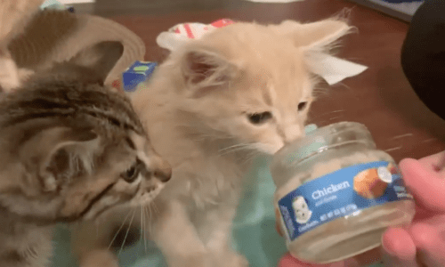 Kittens Love Gerber Chicken Baby Food And Watching Them Eat It Is Adorable