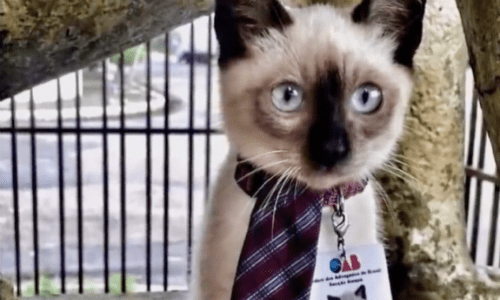 Law Firm Hires Stray Cat As The Office Greeter To Avoid Complaints