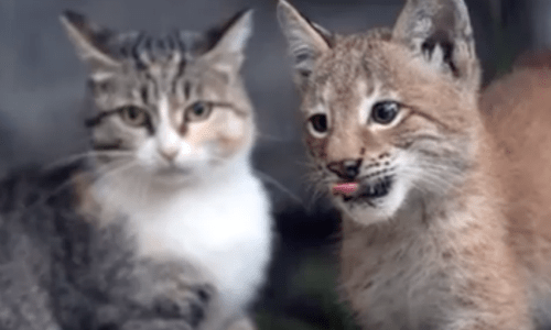 Lynx Kitten Without A Mom Given A House Cat Mother To Provide Care