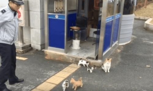 Meet The Cat Family That Serves At Their Local Police Station