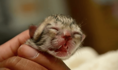 Rescuers Step In To Help Infant Kitten That They Named Simba