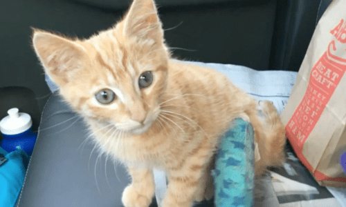 Stray Cat That Woman Keeps Feeding Suddenly Shows Up With Orange Kitten