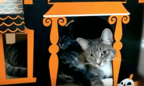 This Spooky Haunted House Designed For Cats Is So Adorable And Your Cat Will Love It