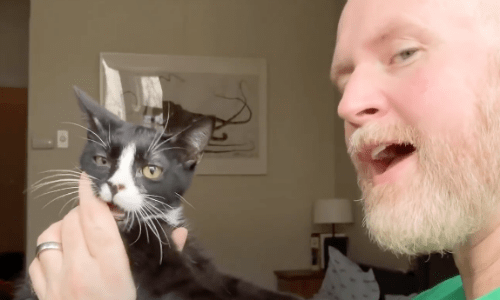 Three-Legged Cat At Risk Of Being Euthanized Finds A Hero Who Risks All