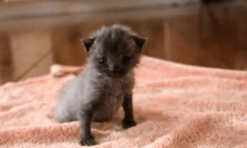 Woman Finds Sick Kitten On The Streets That She Nurses Back To Health