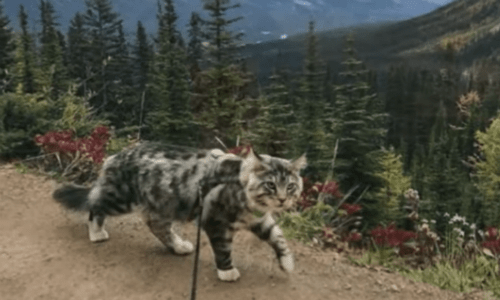 Woman Trains Her Cat To Hike On A Leash And He’s Now An Adventure Cat