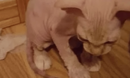 Women Find Themselves The Victims Of A Scammer When They Purchase Sphynx Kitten Online