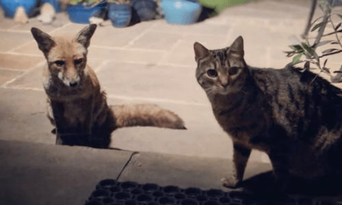 Cats Interact With Wild Foxes And The Result Is Nature At Its Finest