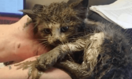 Kitten Pulled From Being Stuck In The Mud Finds Comfort Curled Up Next To Rescuers